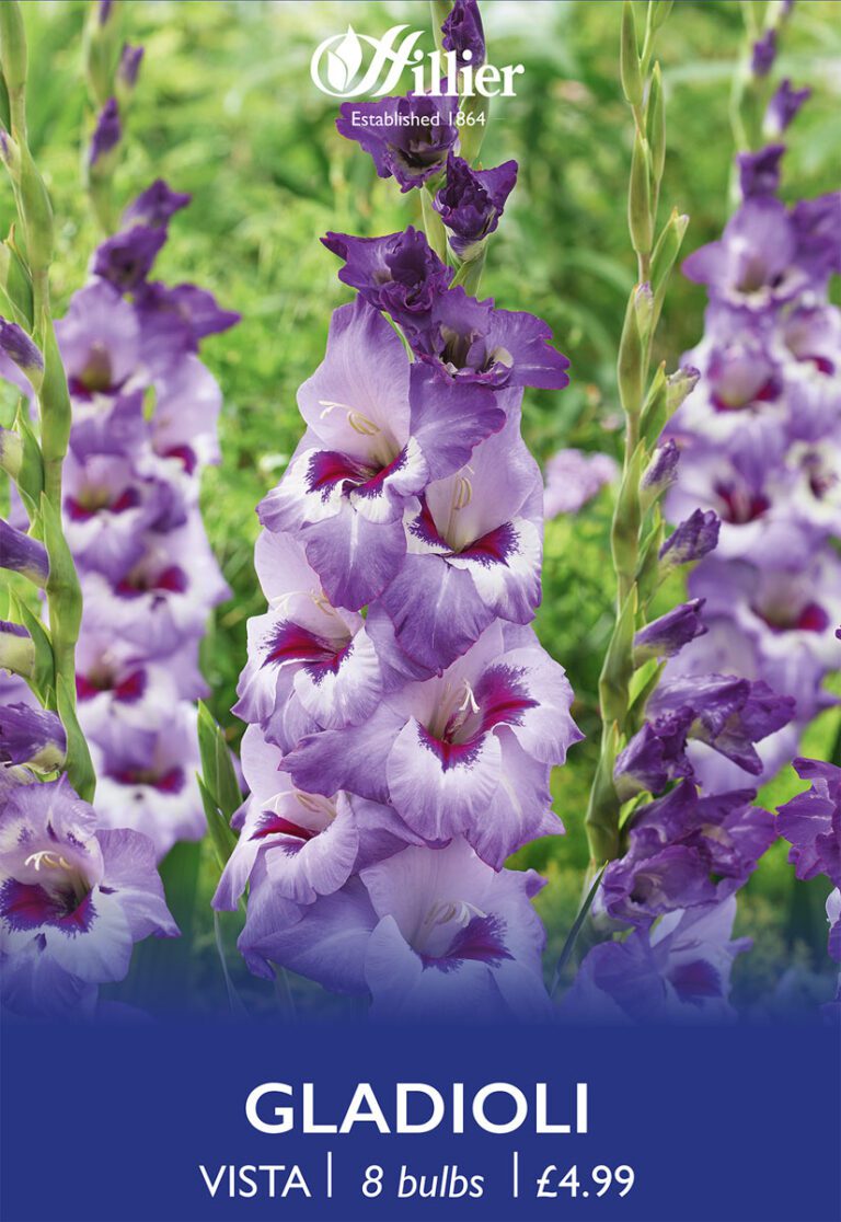 8718641970362 1 Gladiolus Vista.jpg